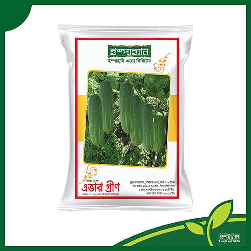 শসা (এভার গ্রীন) — ০.২৫ গ্রাম, ৮০-১০০টি বীজ