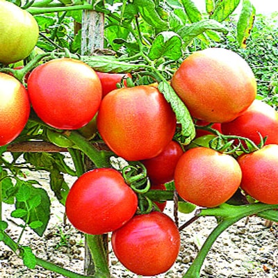 টমেটো - গ্রীষ্মকালীন (লাল বাহাদুর) — ০.৩ গ্রাম, ১০০-১২০টি বীজ